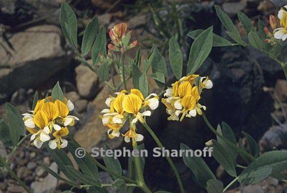 hosackia oblongifolia var oblongifolia 4 graphic